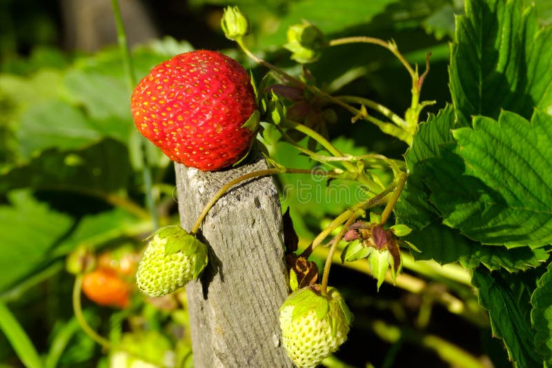 Reife Erdbeerbeere auf einem hölzernen Brett von unterhalb der weißen unausgereiften Erdbeerbeere, gesunde Beeren voll von Vitami stockbild Reife Erdbeerbeere auf einem hölzernen Brett von unterhalb der weißen unausgereiften Erdbeerbeere, gesunde Beeren voll von Vitami stockbild