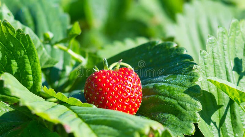 Reife Erdbeeren Auf Einem Blatt Zum Garten Stockbild Bild von frucht
