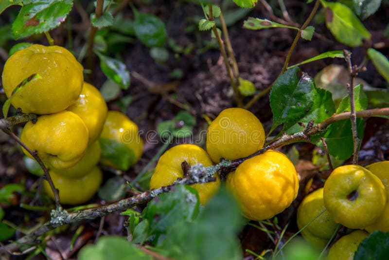 Reife gelbe japanische Quitte auf Niederlassungen mit Blättern im Garten lizenzfreie stockfotos Reife gelbe japanische Quitte auf Niederlassungen mit Blättern im Garten lizenzfreie stockfotos