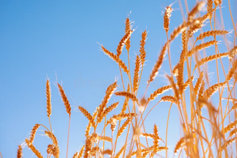 Reife goldene Ohren des Roggens gebeugt unter dem Gewicht der Körner vor dem hintergrund des Blauhimmels stockbild Reife goldene Ohren des Roggens gebeugt unter dem Gewicht der Körner vor dem hintergrund des Blauhimmels stockbild