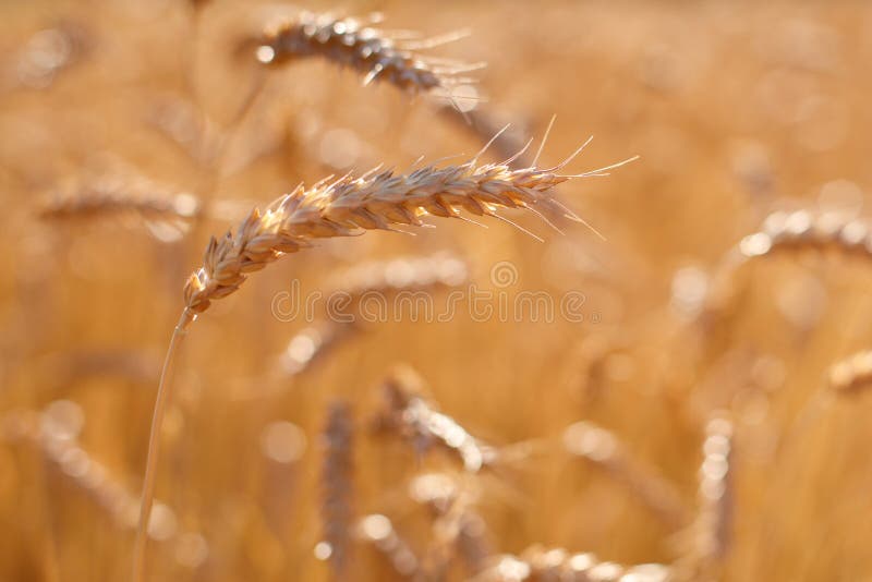 Reife goldene Ohren des Roggens gebeugt unter dem Gewicht von Körnern vor dem hintergrund des Feldes lizenzfreie stockfotos Reife goldene Ohren des Roggens gebeugt unter dem Gewicht von Körnern vor dem hintergrund des Feldes lizenzfreie stockfotos