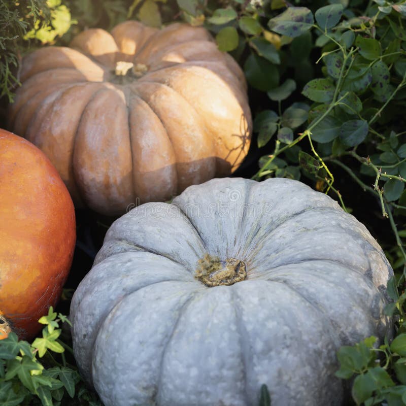 Reife Kürbisnahaufnahme Traditionelles Symbol für Erntefeiertage, Danksagungs-Tag, Halloween Dekoration der Hauptfamilie stockbild Reife Kürbisnahaufnahme Traditionelles Symbol für Erntefeiertage, Danksagungs-Tag, Halloween Dekoration der Hauptfamilie stockbild
