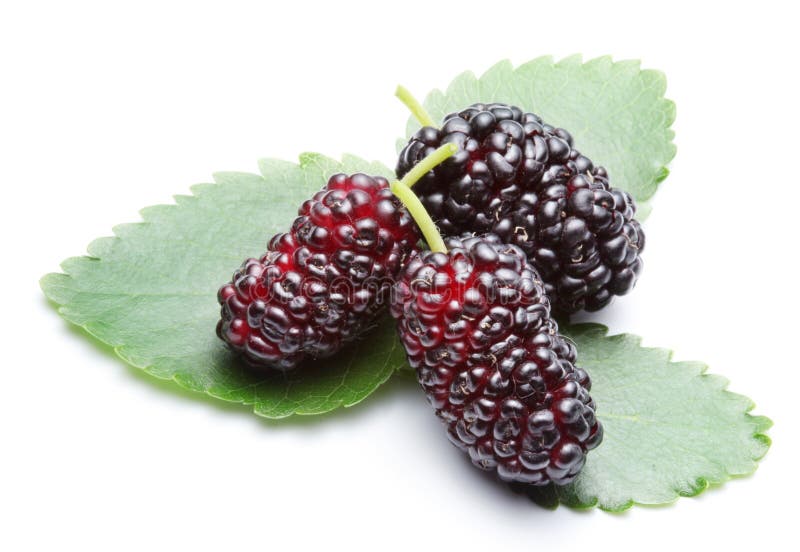 Reife Maulbeeren. stockbild. Bild von glänzend, frucht 15016815