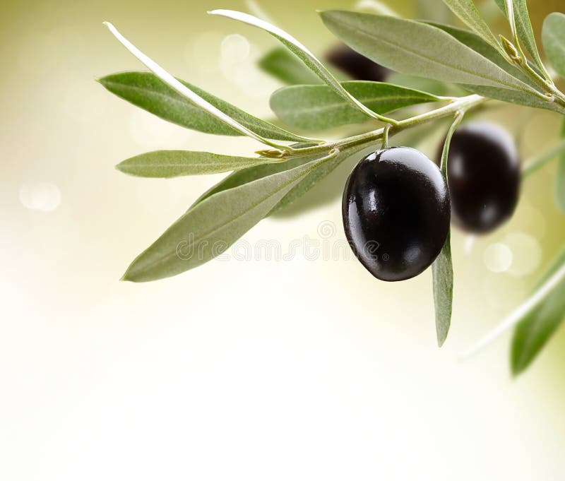 Reife Oliven auf einem Baum