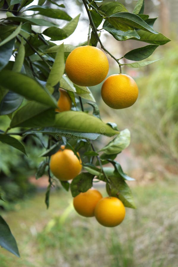Reife Orangen auf dem Baum in Florida stockfotos Reife Orangen auf dem Baum in Florida stockfotos