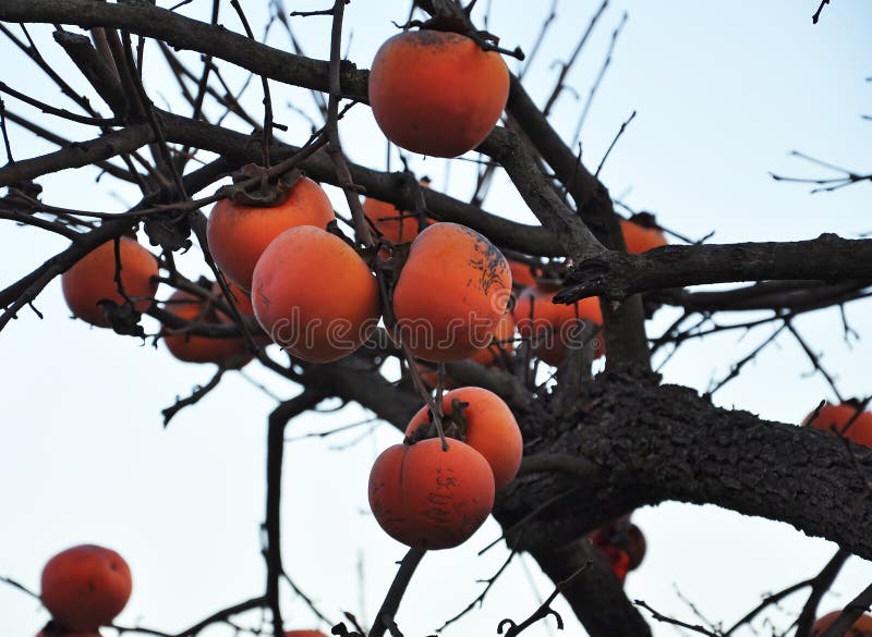 Reife Persimone (Kakipflaumenbaum) trägt auf einem Baumast Früchte stockbild Reife Persimone (Kakipflaumenbaum) trägt auf einem Baumast Früchte stockbild