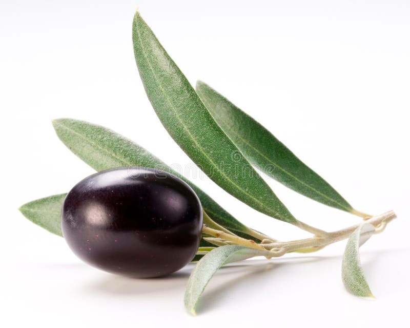 Reife schwarze Olive mit Blättern.