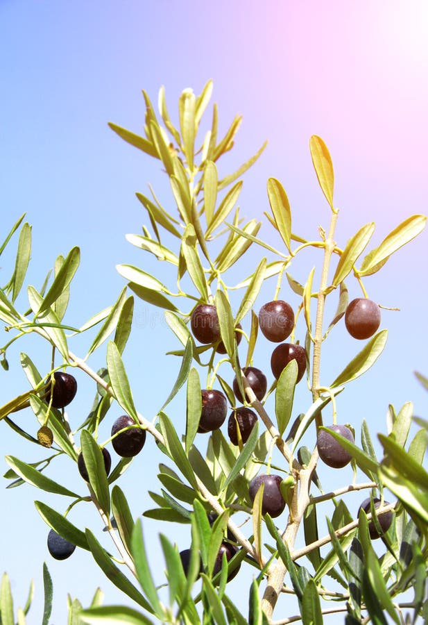 Reife Schwarze Oliven Auf Olivenbaum Stockbild Bild von