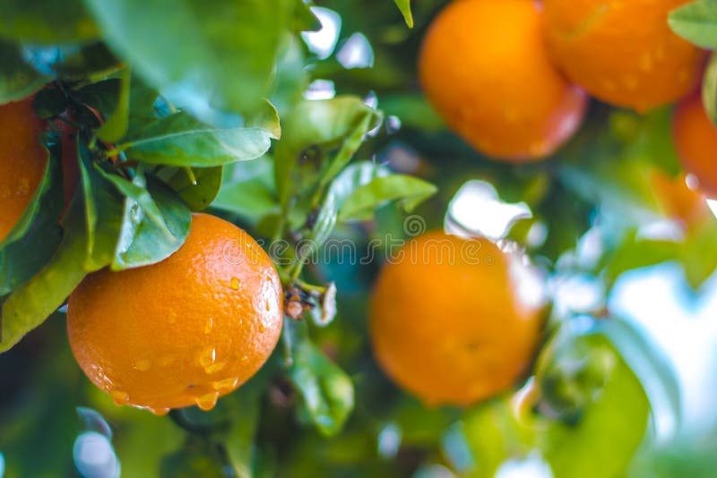 Reife Tangerinen auf einem Baumzweig Blauer Himmel auf dem Hintergrund Bereiten Sie für einen Text vor stockfotografie Reife Tangerinen auf einem Baumzweig Blauer Himmel auf dem Hintergrund Bereiten Sie für einen Text vor stockfotografie