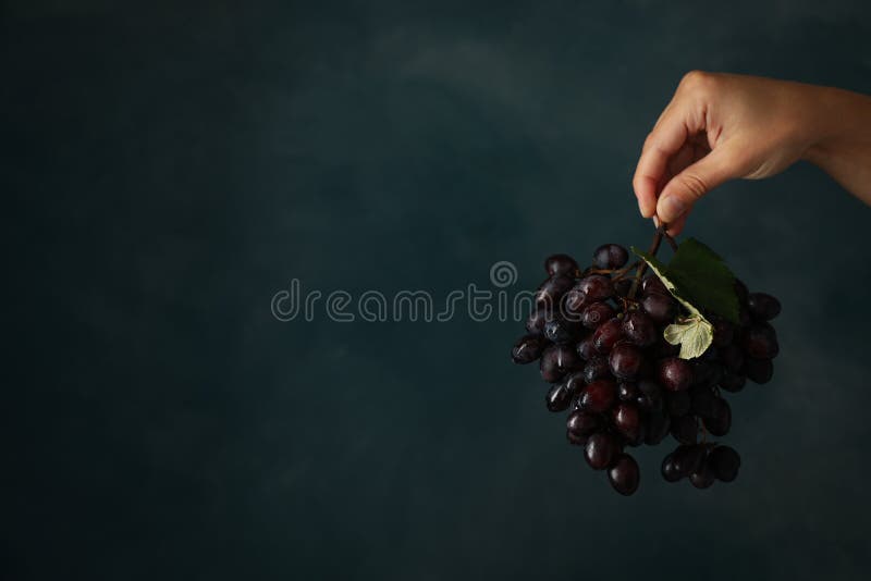 Reife Traube des weiblichen Handgriffs auf Blau lizenzfreies stockbild