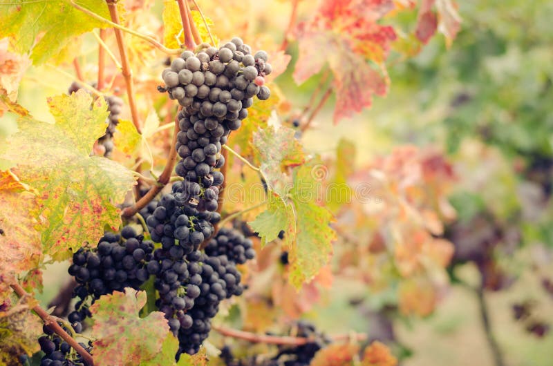 Reife Trauben stockbild. Bild von land, getreide, ernte - 123921879