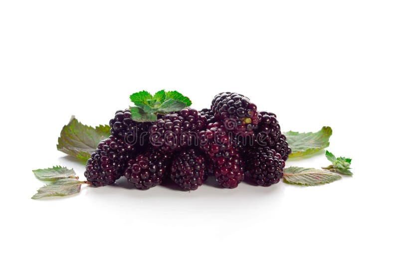 Reife und geschmackvolle Brombeeren mit Zitrone-gewürzter Minze auf einem weißen Hintergrund lizenzfreies stockbild Reife und geschmackvolle Brombeeren mit Zitrone-gewürzter Minze auf einem weißen Hintergrund lizenzfreies stockbild