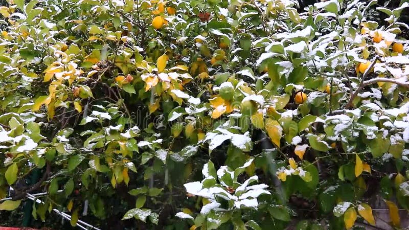 Reife Zitrusfrüchte, Orangen, Zitronen, Tangerinen bedeckt im weißen Schnee Der Schnee f?hrt fort zu fallen Harter Winter in Ital