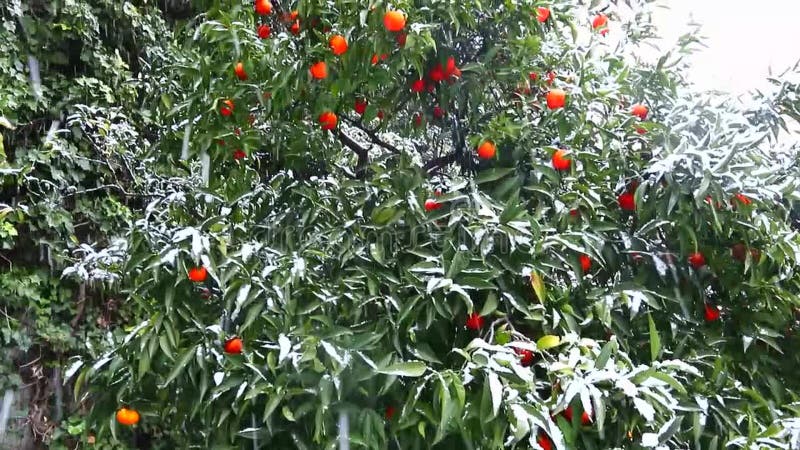 Reife Zitrusfrüchte, Orangen, Zitronen, Tangerinen bedeckt im weißen Schnee Der Schnee f?hrt fort zu fallen Harter Winter in Ital