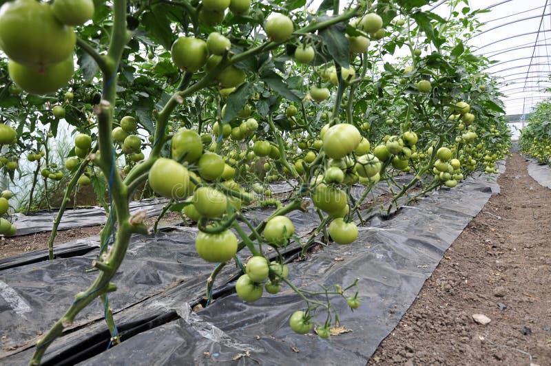 Reifen Sie Tomaten im greenhouse_2 stockfotografie Reifen Sie Tomaten im greenhouse_2 stockfotografie