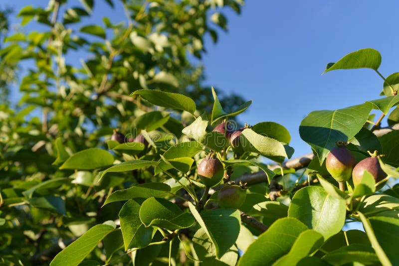 Reifende Birnenbaumfrucht im reichlichen grünen Laub gegen einen blauen Himmel lizenzfreie stockfotos Reifende Birnenbaumfrucht im reichlichen grünen Laub gegen einen blauen Himmel lizenzfreie stockfotos