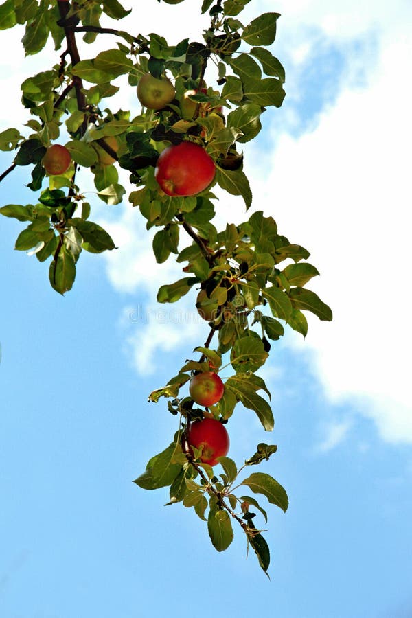 Reifer Apple stockbilder Reifer Apple stockbilder