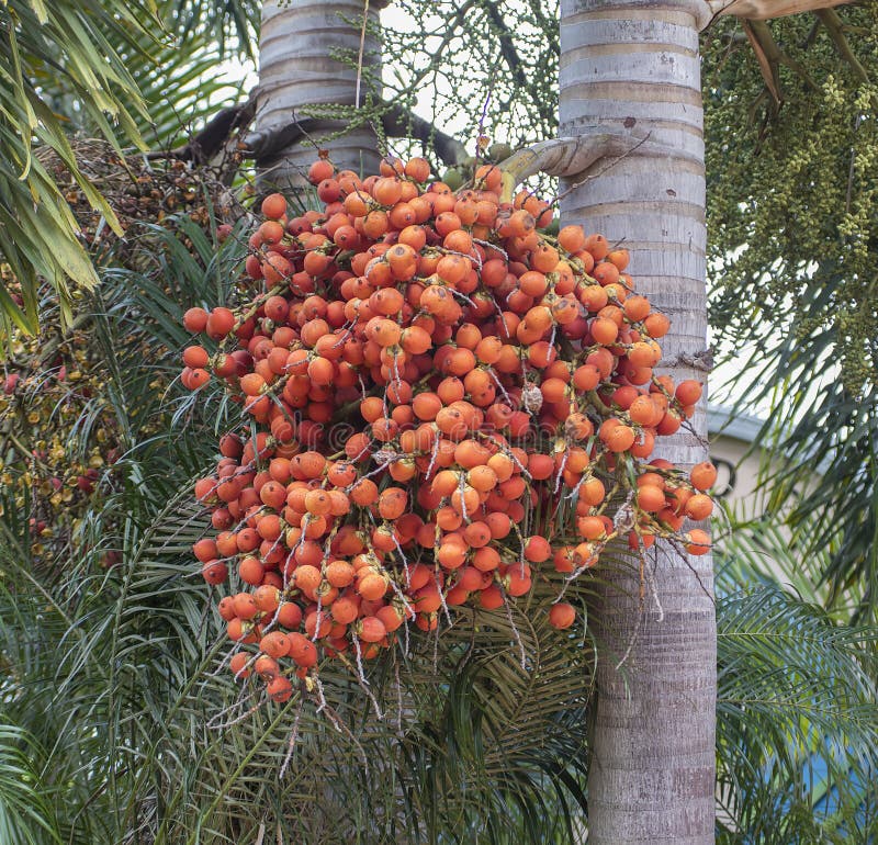 Reifer Betel - Nüsse stockfotografie Reifer Betel - Nüsse stockfotografie
