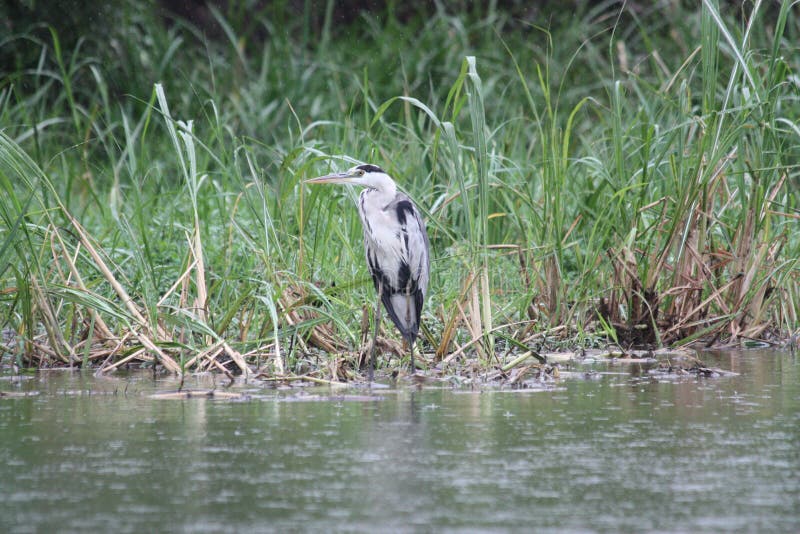 Reiger de jacht op de rivieroever stock afbeeldingen Reiger de jacht op de rivieroever stock afbeeldingen