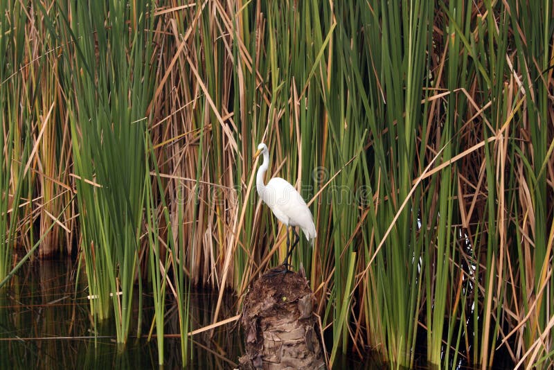 Reiger in het riet op de vijver stock foto's Reiger in het riet op de vijver stock foto's