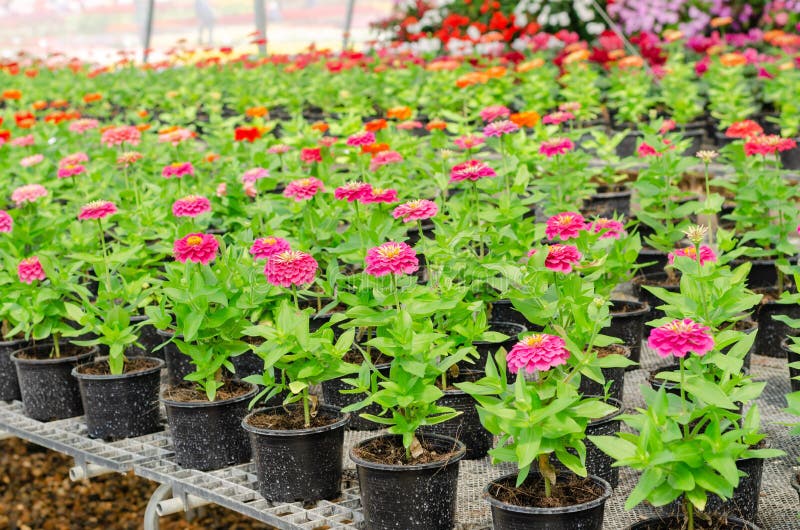 Reihe der rosa Zinniablume im Blumentopf stockfotos Reihe der rosa Zinniablume im Blumentopf stockfotos