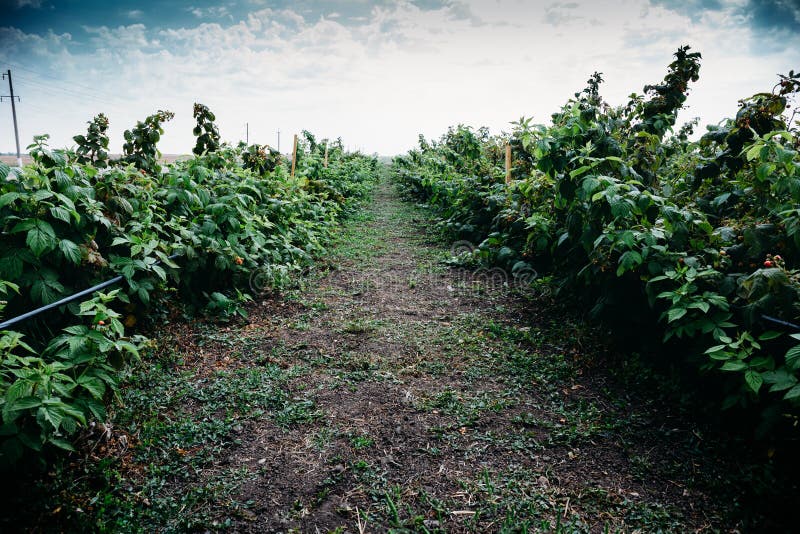 Reihe des Himbeerbusches auf dem Bauernhoffeld, der Landwirtschaft und wachsenden gesunden dem Lebensmittelkonzept stockfotos Reihe des Himbeerbusches auf dem Bauernhoffeld, der Landwirtschaft und wachsenden gesunden dem Lebensmittelkonzept stockfotos