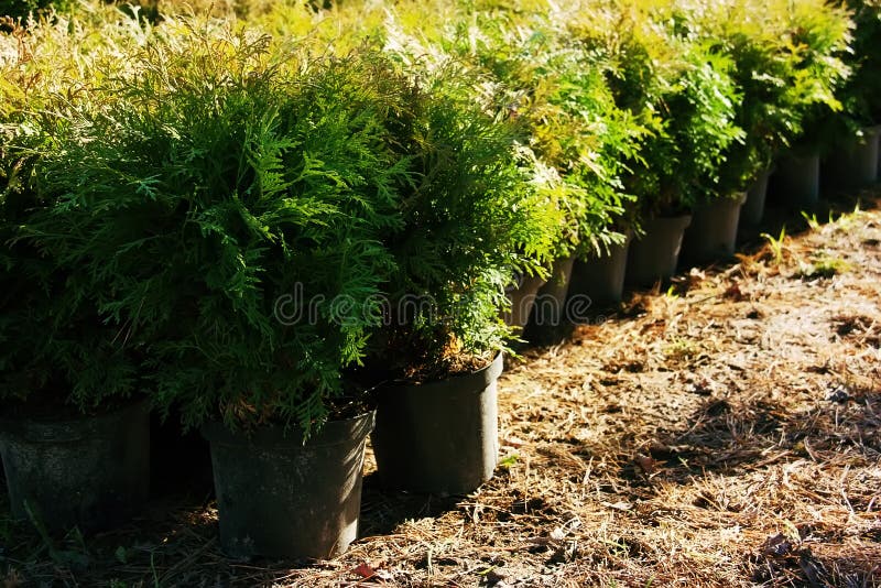 Reihe von Blumentöpfen mit Gartenpflanzen Thuja occidentalis Nordweißzeder, Ostarborvitae oder Baum des Lebens lizenzfreies stockfoto Reihe von Blumentöpfen mit Gartenpflanzen Thuja occidentalis Nordweißzeder, Ostarborvitae oder Baum des Lebens lizenzfreies stockfoto