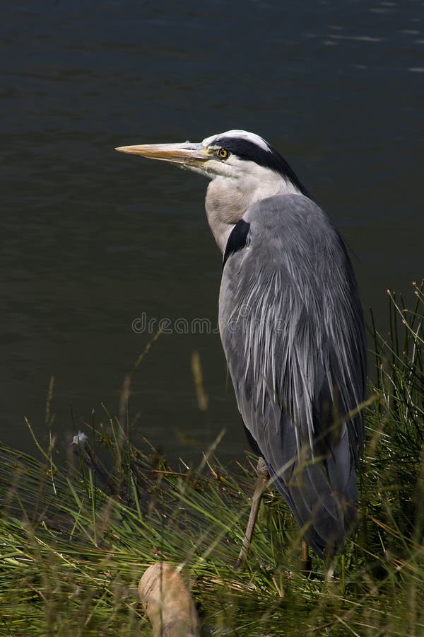 Reiher, Der Durch Den Teich Sitzt Stockbild Bild von fliege, nave