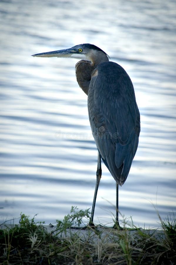 Reiher des großen Blaus lizenzfreie stockbilder Reiher des großen Blaus lizenzfreie stockbilder