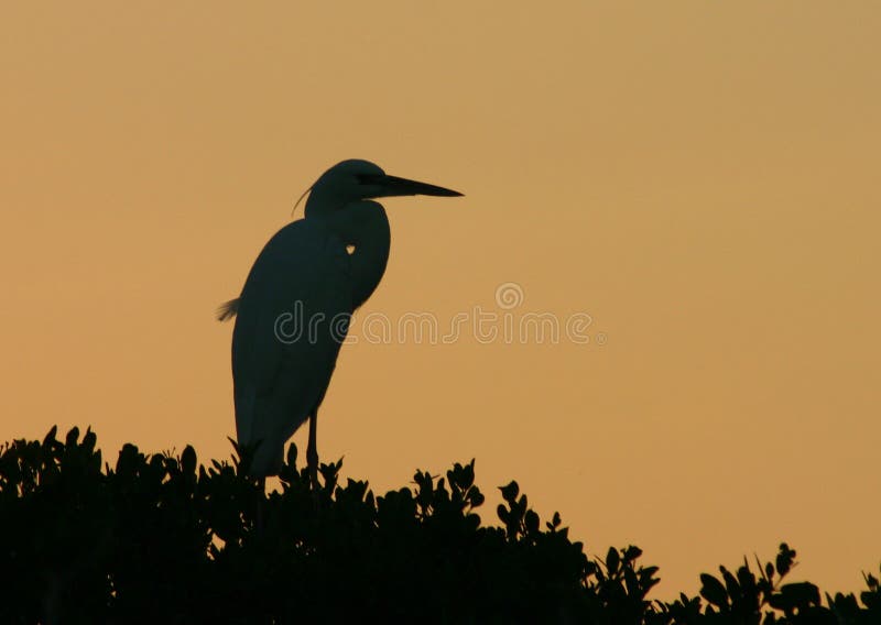 A Great Egret on a mangrove against a Florida sunset. A Great Egret on a mangrove against a Florida sunset.