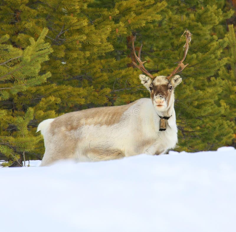 Reindeer