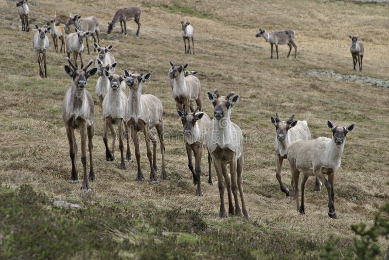 Reindeer