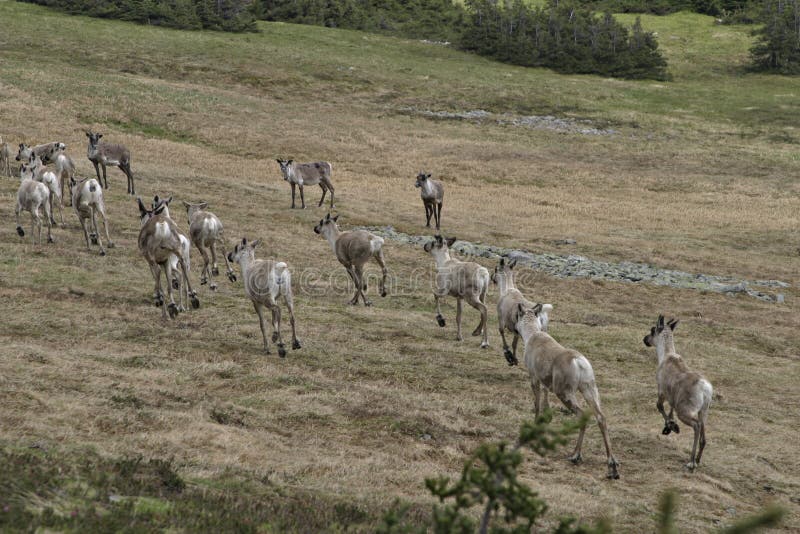 Reindeer