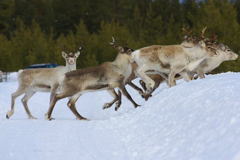 Reindeer