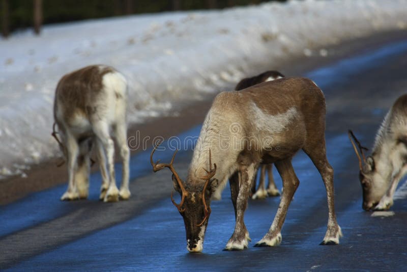 Reindeer