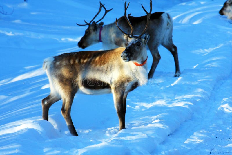 Reindeer