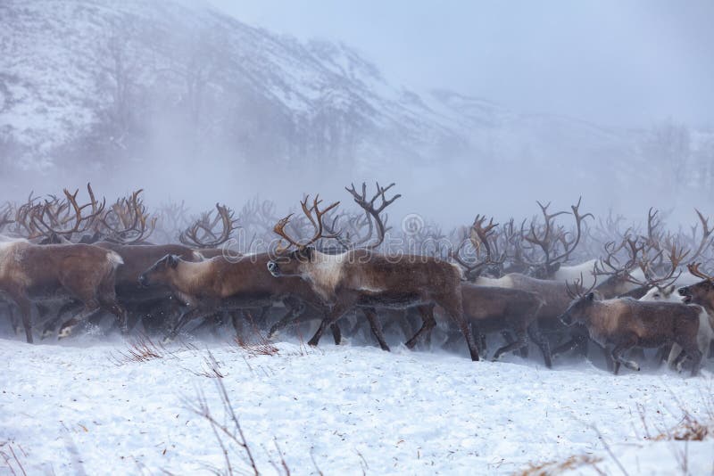 Reindeer on a background of snow and forest