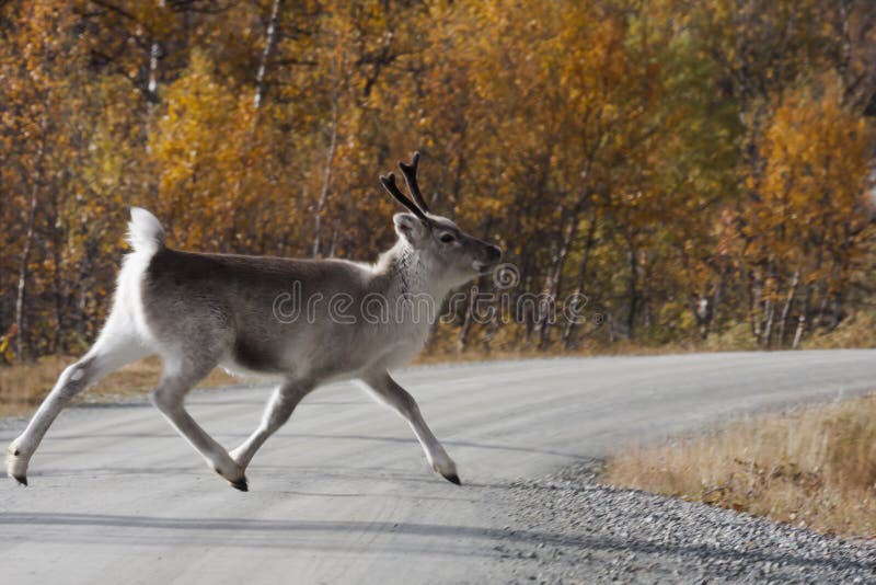 A reindeer calf crossing a road. Kid calf stock images, royalty-free photos and pictures