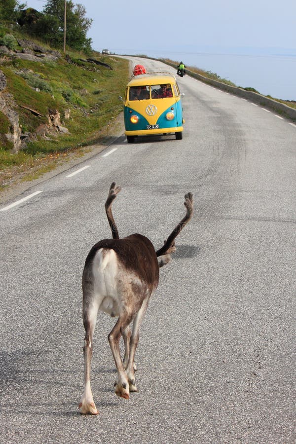 Reindeer challenging old Van