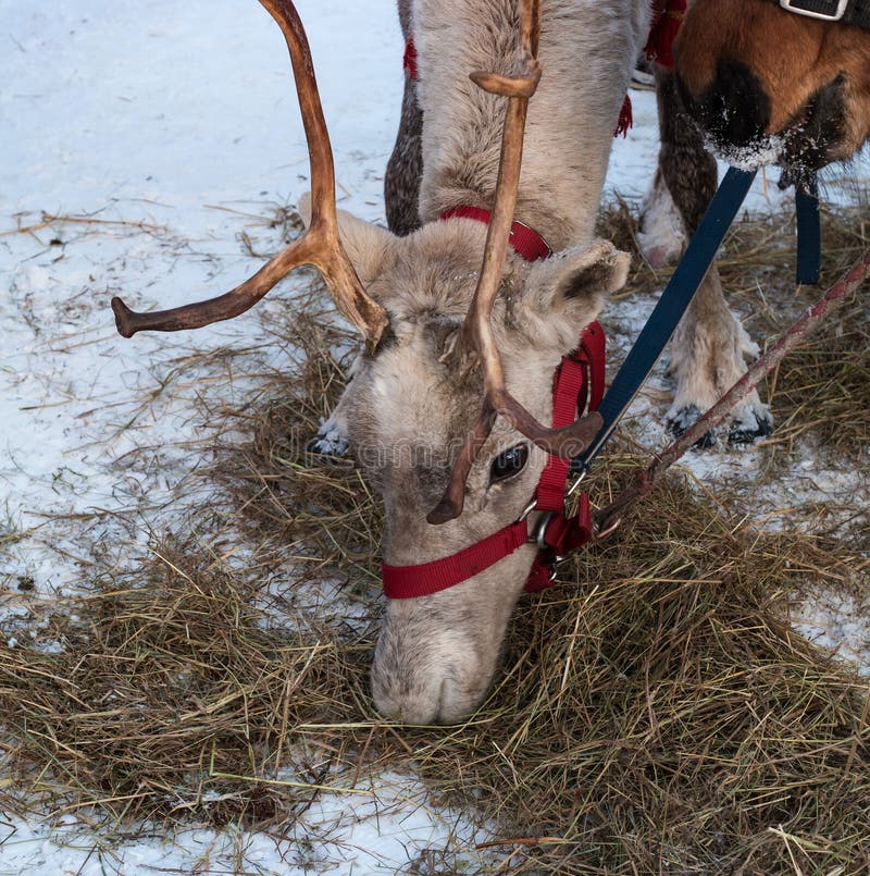 reindeer-eats-in-a-winter-forest-stock-image-image-of-north-brown