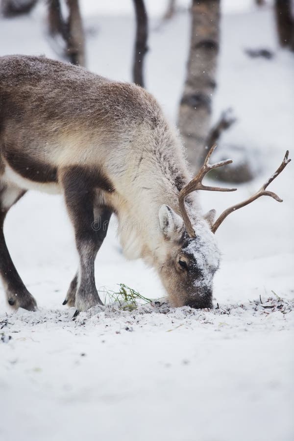 reindeer-eats-in-a-winter-forest-stock-image-image-of-north-brown