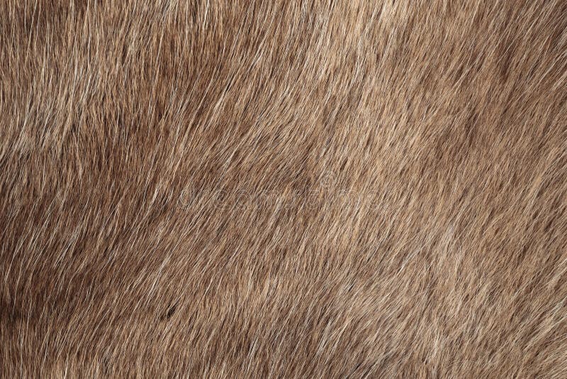 Reindeer fur background stock image. Image of pelage 58877293