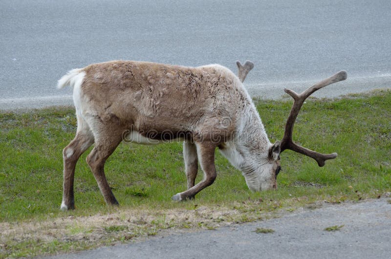 Reindeer, Side View, Looking At The Camera Stock Photo Image of