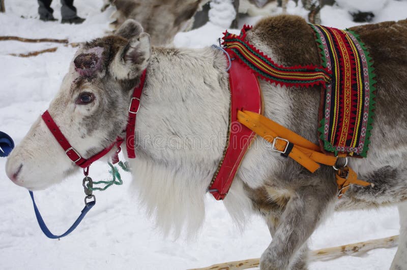 reindeer-in-harness-prepared-for-the-sled-stock-image-image-of-cold