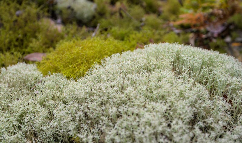 Reindeer Lichen (Cladonia)