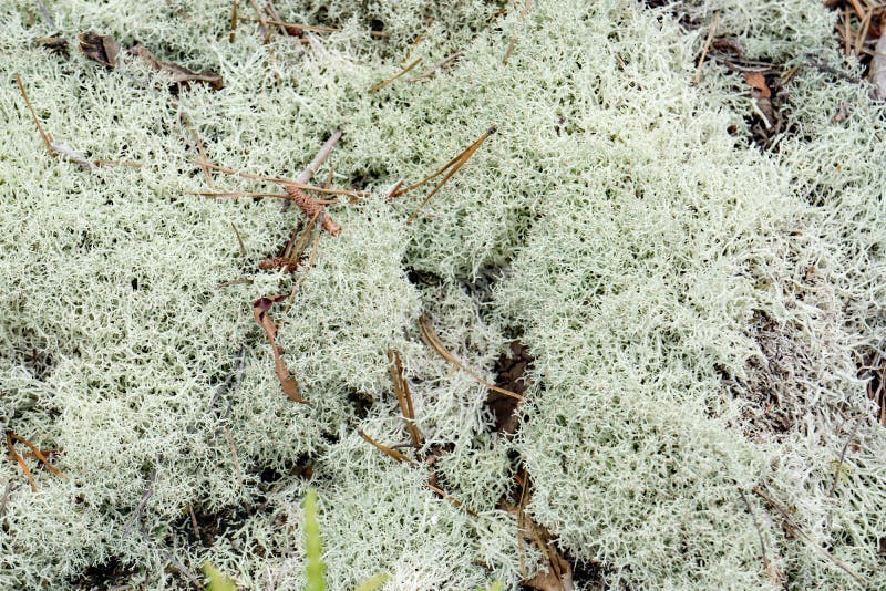 Reindeer lichen stock image. Image of fungi, cushion - 39705491