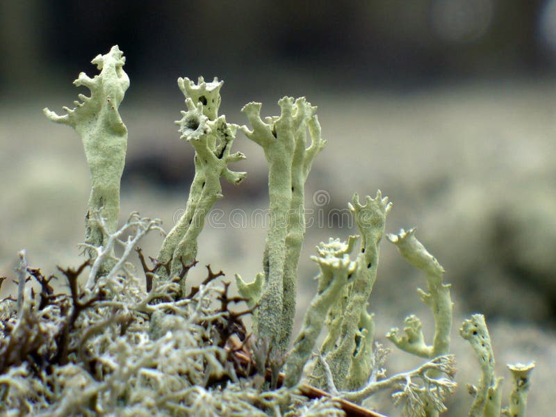Reindeer moss stock photo. Image of nature, tundra, food 14215012