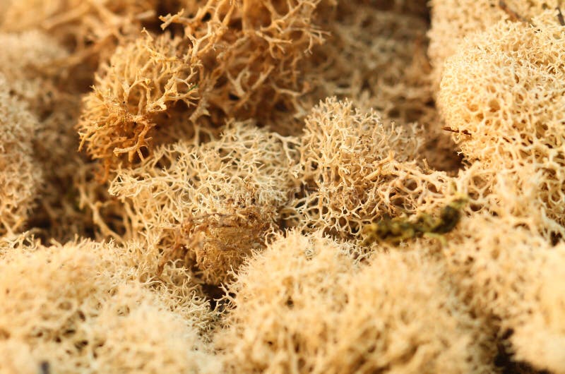 Reindeer moss stock photo. Image of arctic, taiga, white 23000952