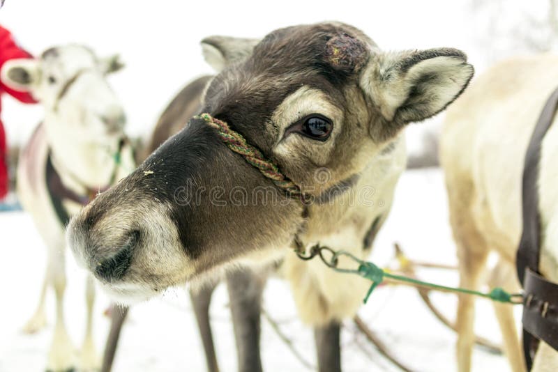 Reindeer north deer eye royalty free stock image Reindeer north deer eye royalty free stock image