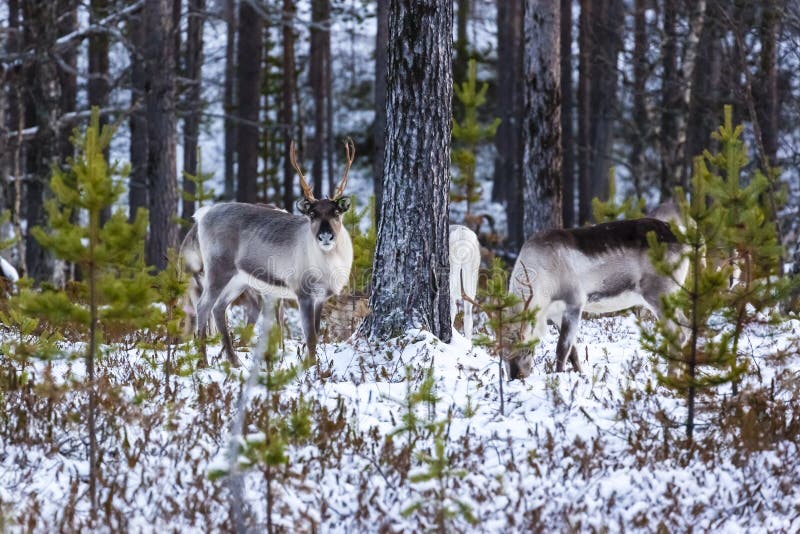 Reindeer / Rangifer tarandus in winter forest stock photo Reindeer / Rangifer tarandus in winter forest stock photo